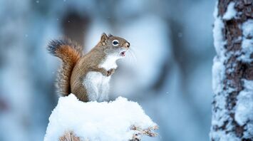 Discovering the Symbolism of Squirrel as Spirit Animal