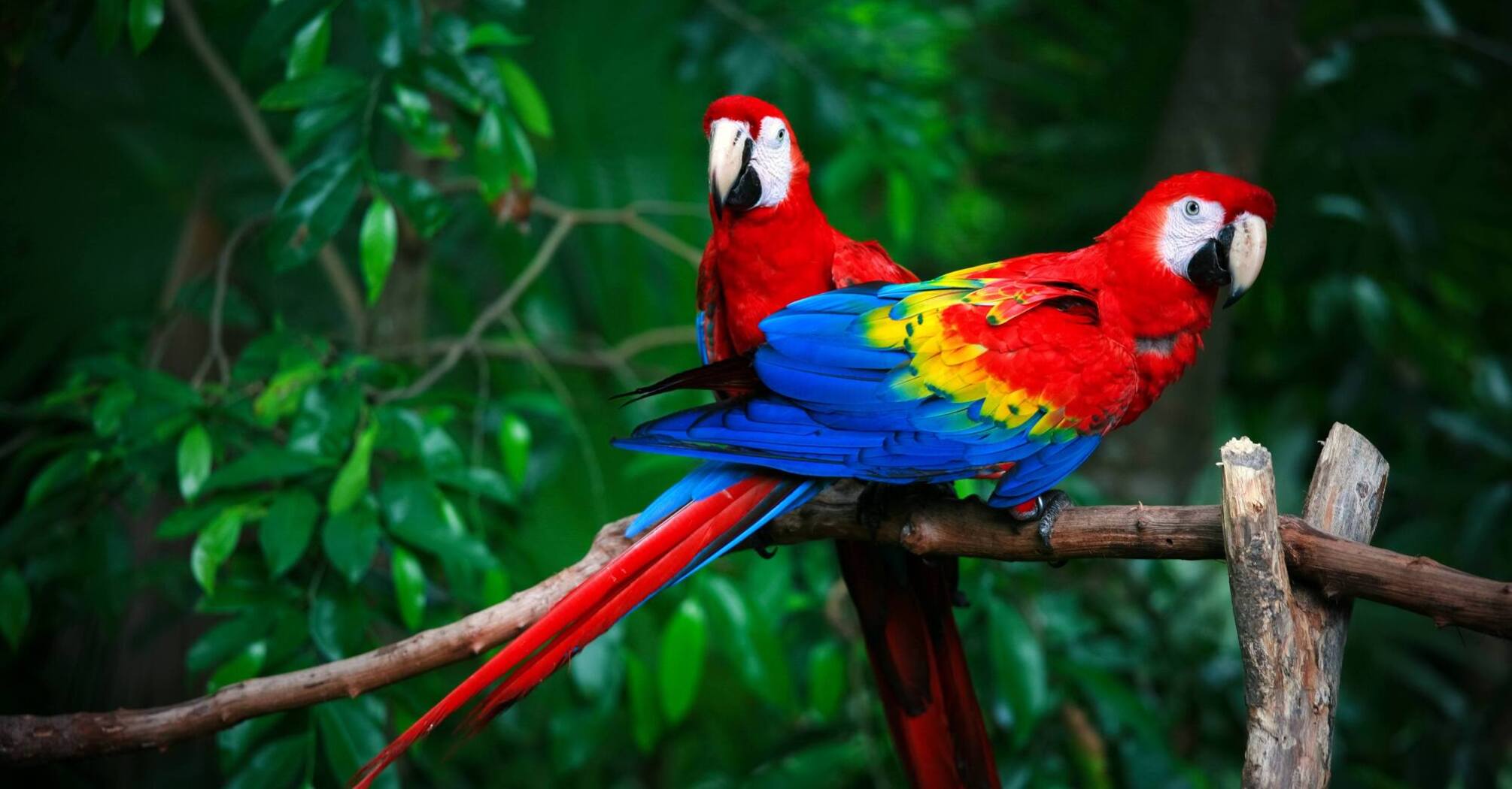 Red Bird Spirit Animal: What Does a Red Bird Symbolize?