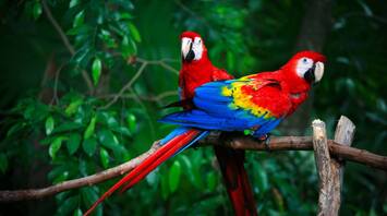 Red Bird Spirit Animal: What Does a Red Bird Symbolize?