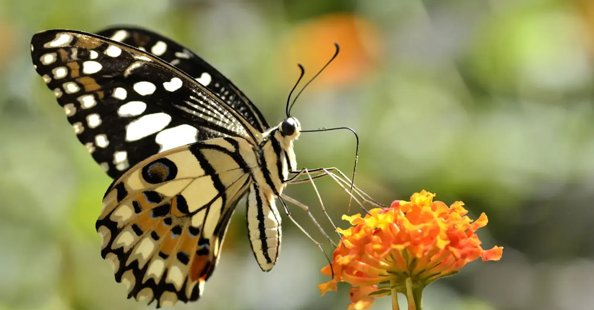 Butterfly Spirit Animal: What Does a Butterfly Symbolize?