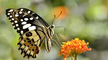 Butterfly Spirit Animal: What Does a Butterfly Symbolize?