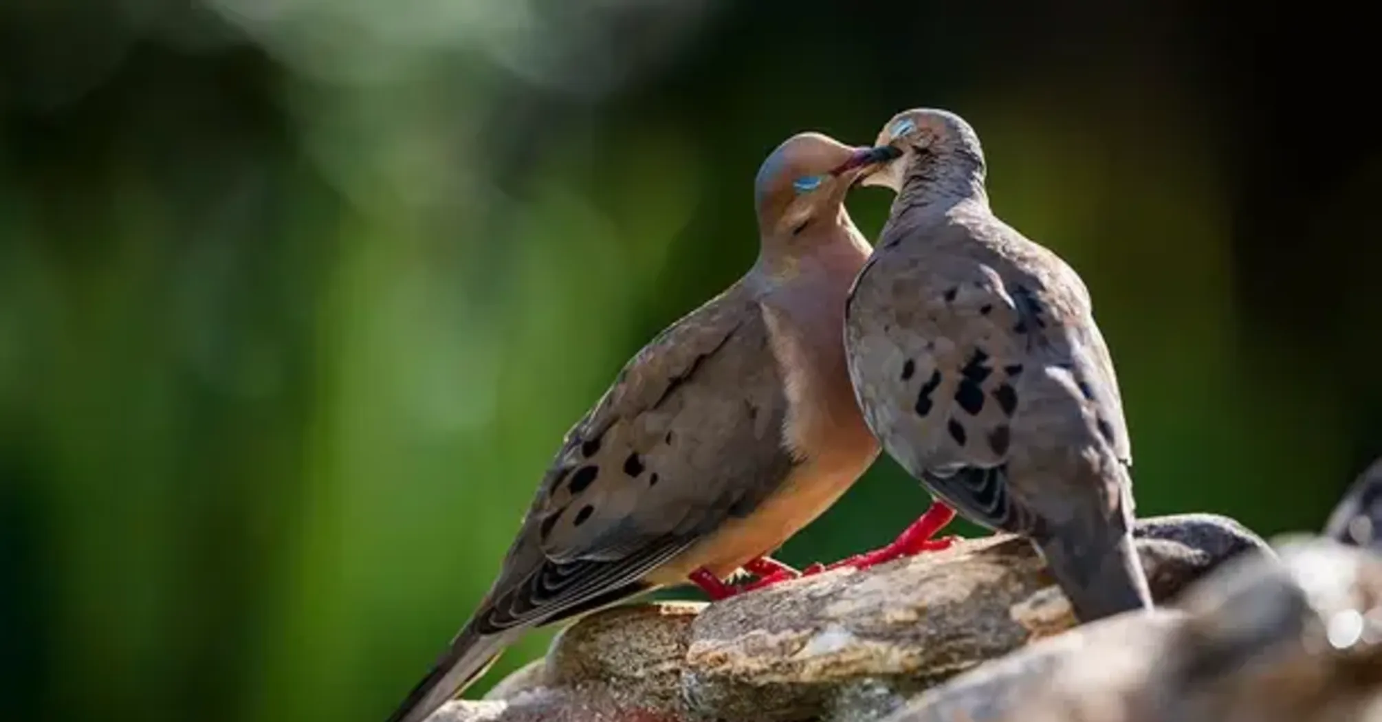 10 Spiritual Meanings of Seeing Two Grey Doves