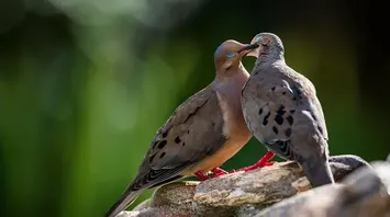 10 Spiritual Meanings of Seeing Two Grey Doves