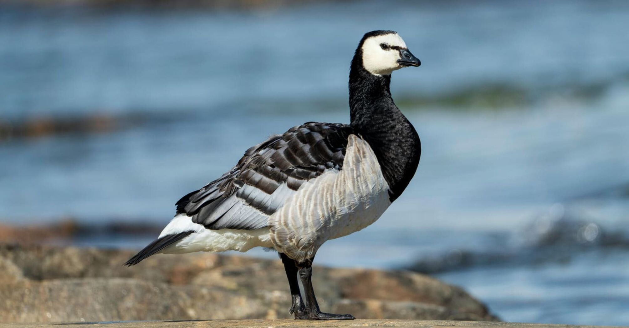 What Geese Mean in a Dream: All Interpretations