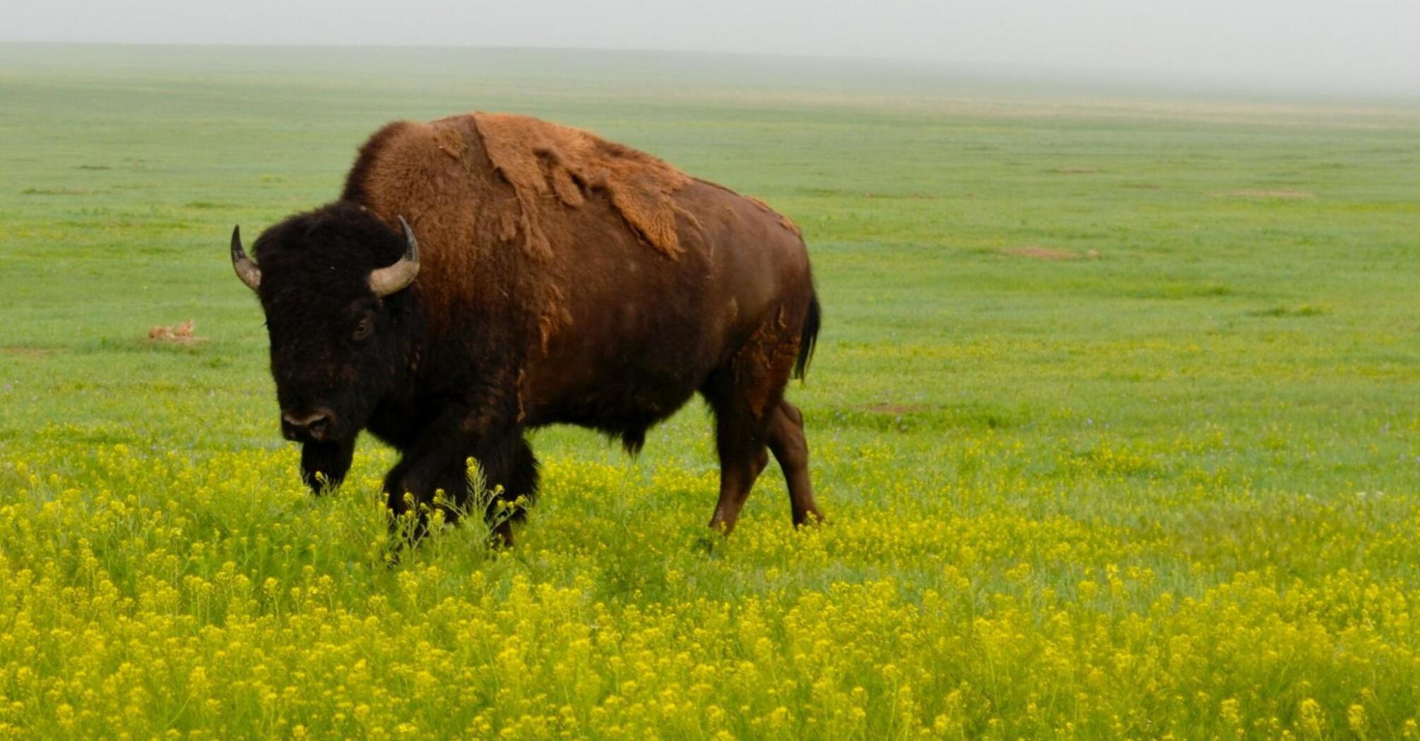 Bison Spirit Animal: Symbolism and Meanings