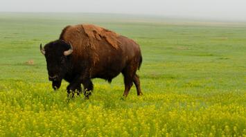 Bison Spirit Animal: Symbolism and Meanings