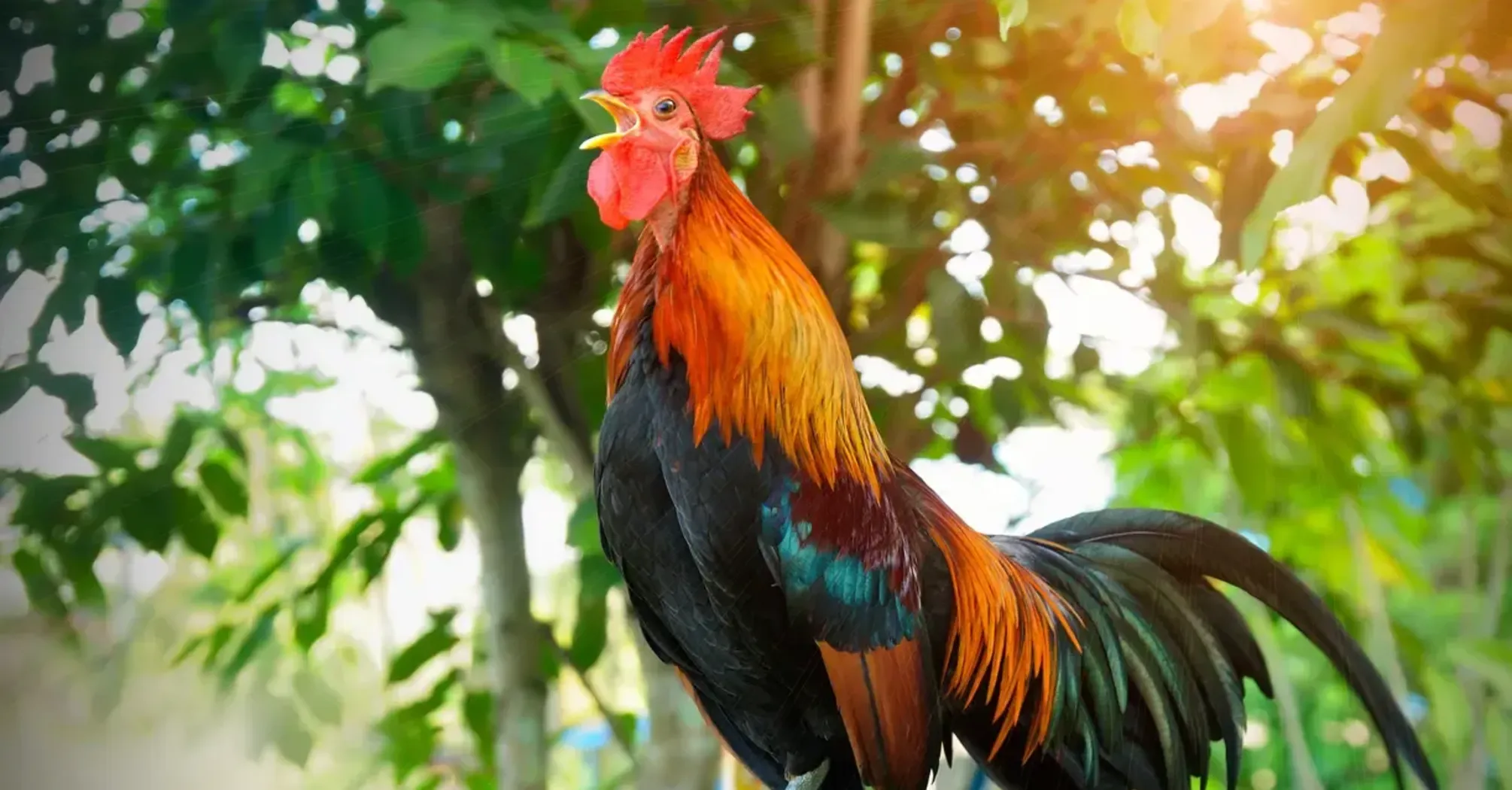 Rooster Spirit Animal: What Does a Rooster Symbolize?