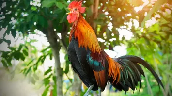Rooster Spirit Animal: What Does a Rooster Symbolize?