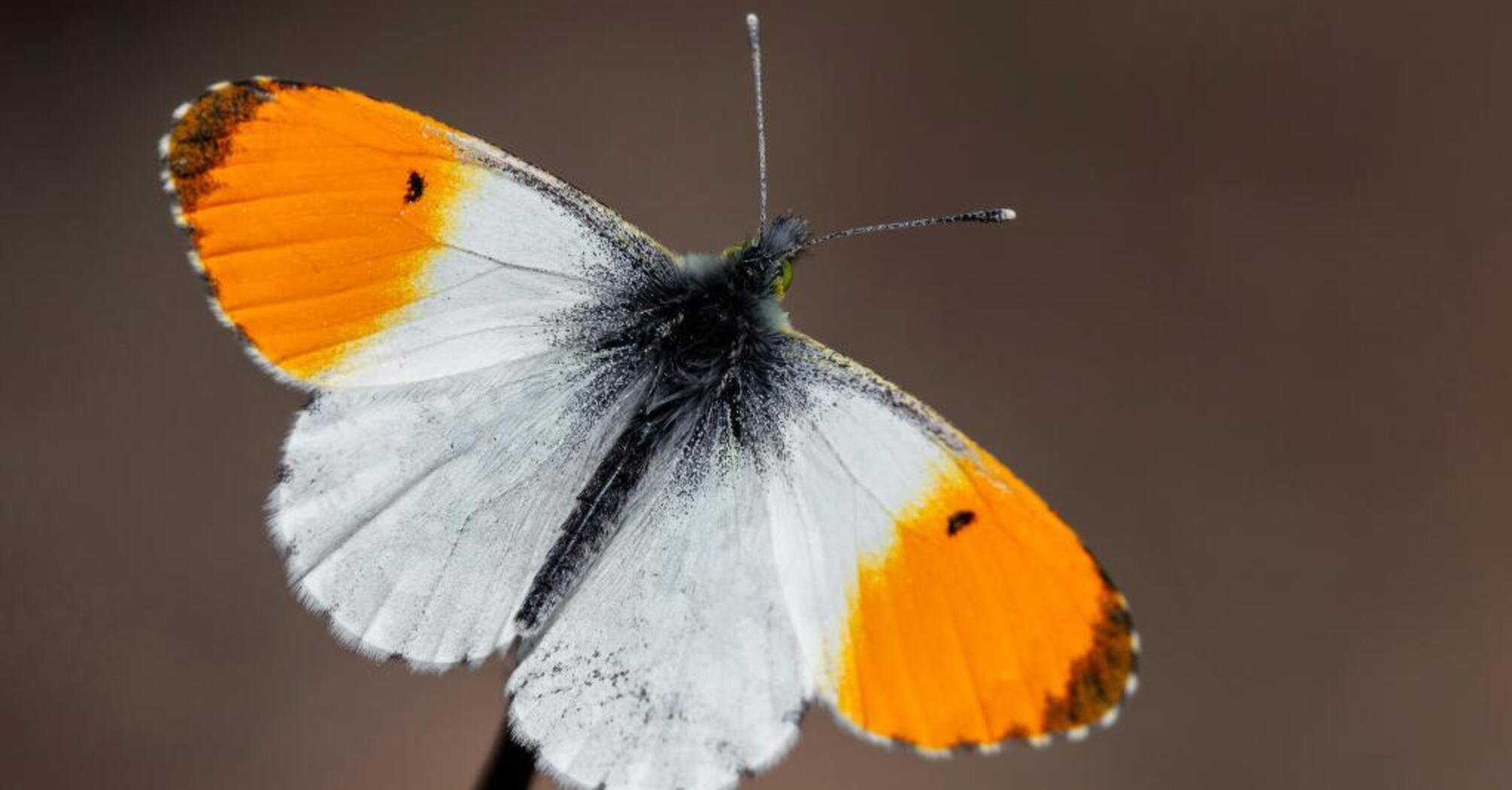 10 Spiritual Meanings of Seeing an Orange Butterfly