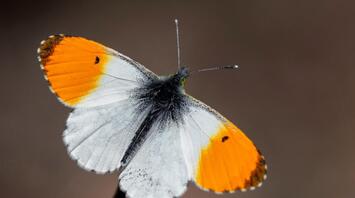 10 Spiritual Meanings of Seeing an Orange Butterfly