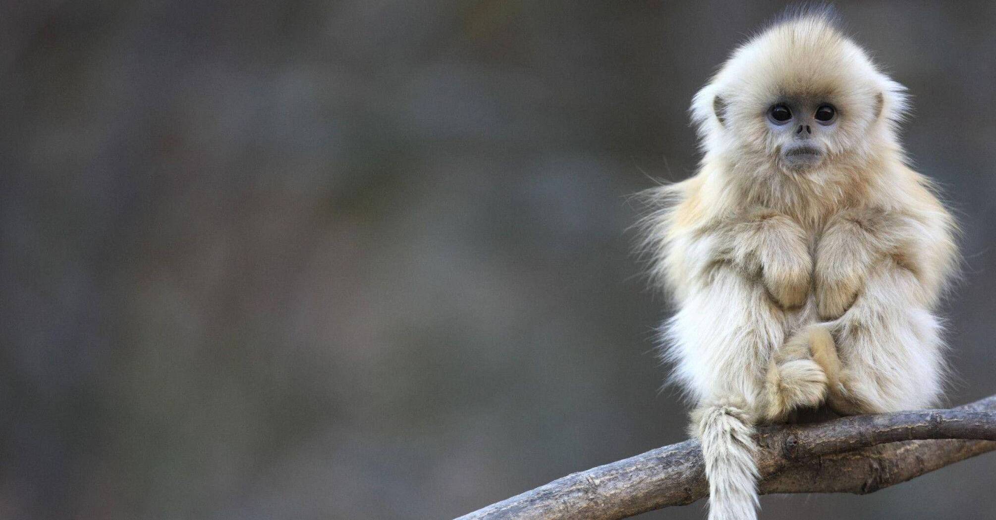 Monkey Spirit Animal: What Does a Monkey Symbolize?