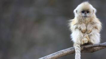 Monkey Spirit Animal: What Does a Monkey Symbolize?
