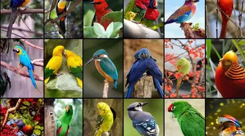 Bird Spirit Animal: What Does a Bird Symbolize?