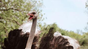 What Ostrich Signifies in a Dream