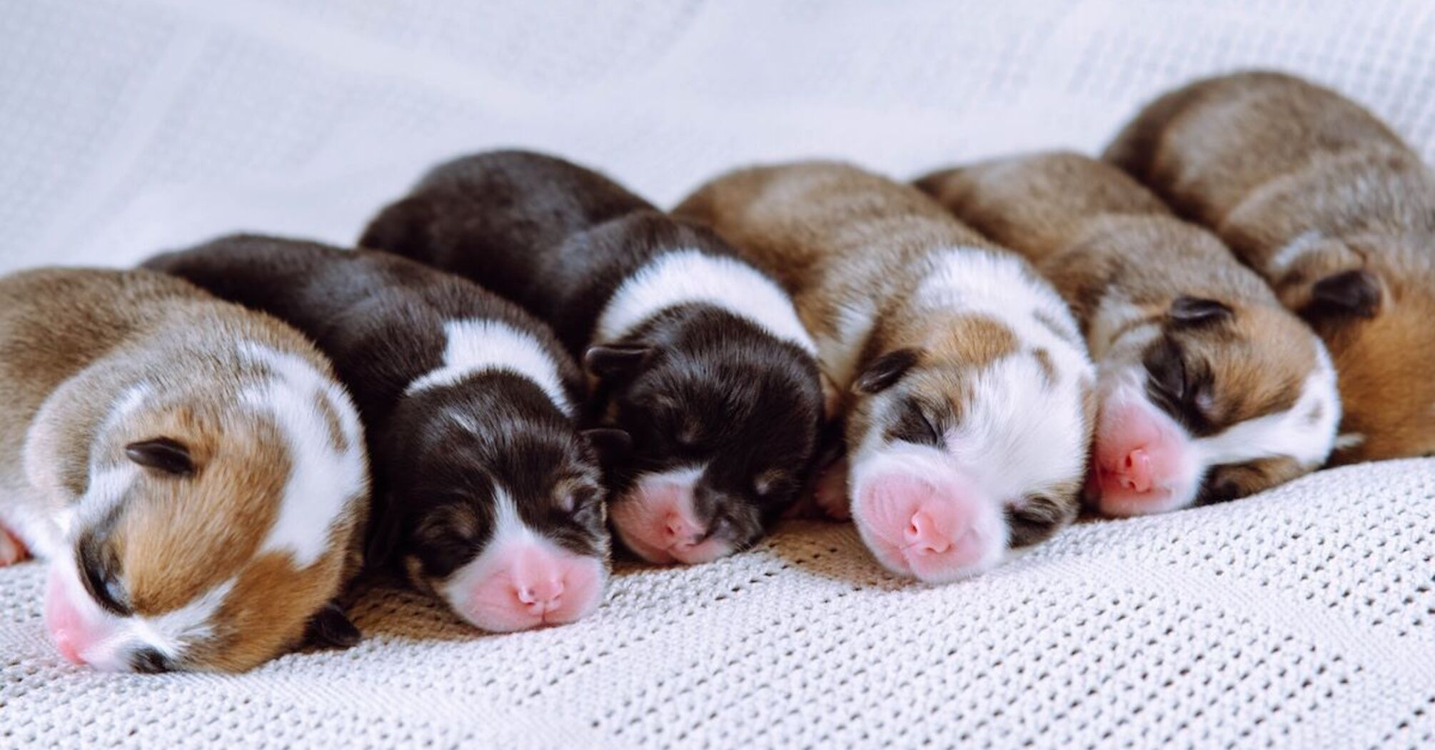 What Do Newborn Puppies Represent in Your Dream?