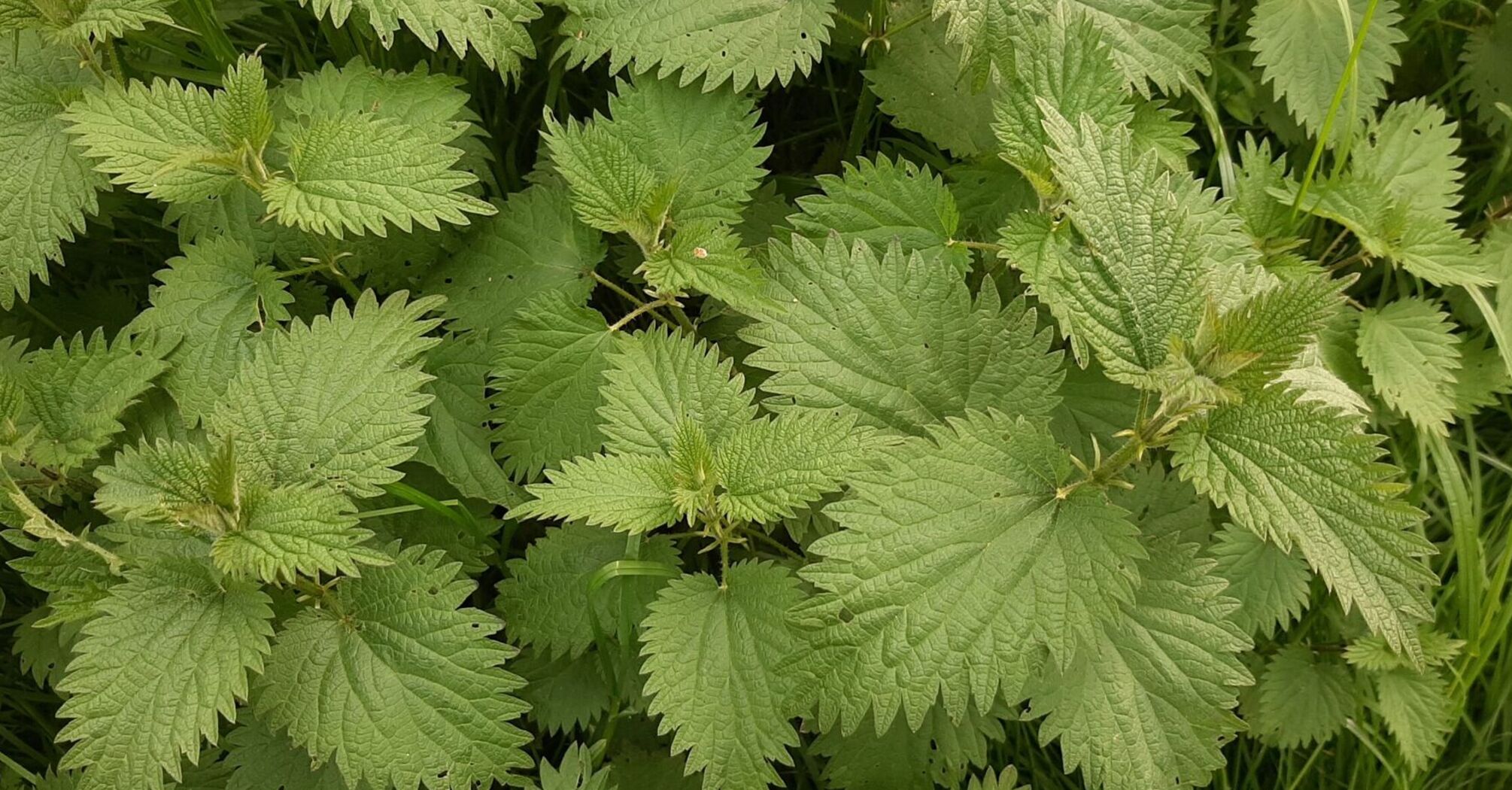 What Do Nettles Mean in Dreams?