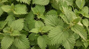 What Do Nettles Mean in Dreams?