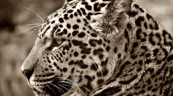 What it Really Means to Dream About Jaguars