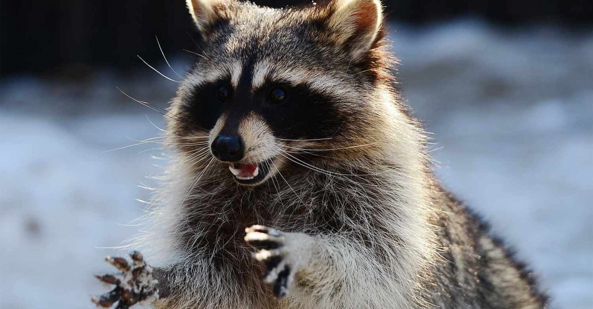 Raccoon Dream Meanings and Symbolism