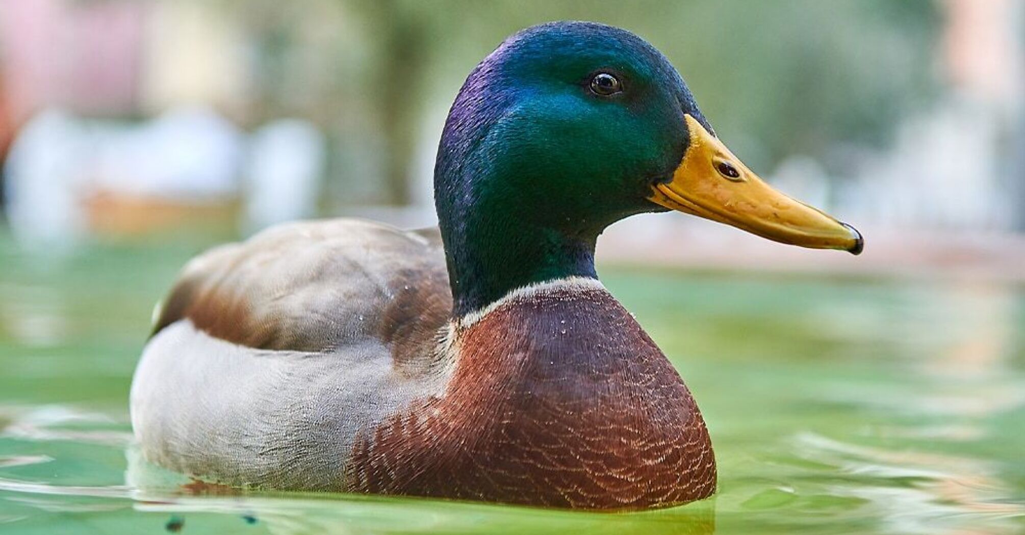 Duck