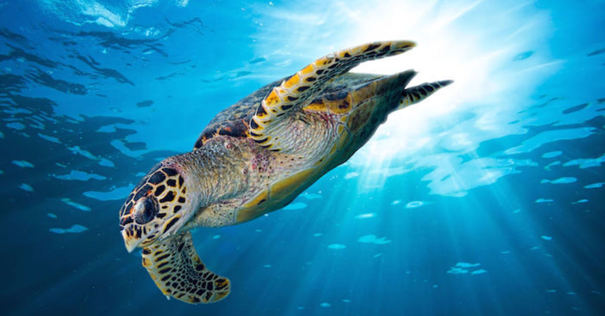 Sea Turtle