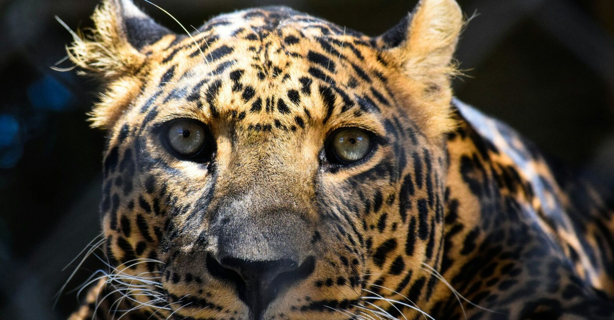 Spiritual Significance and Meaning of Dreams About Leopards