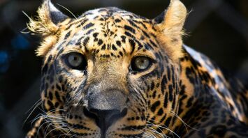 Spiritual Significance and Meaning of Dreams About Leopards