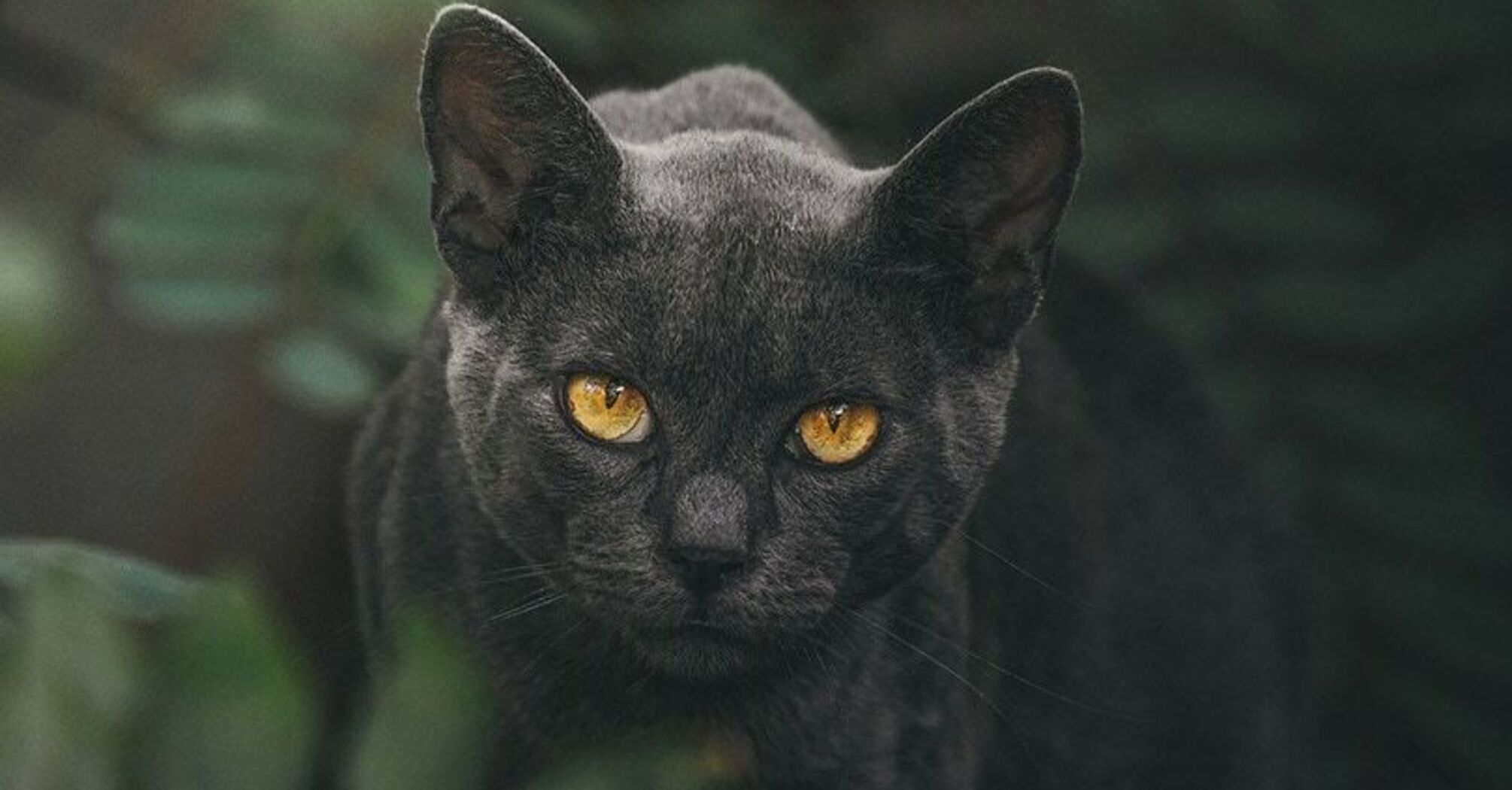 Black Cat