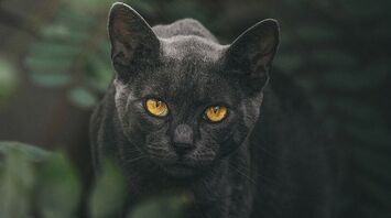 Black Cat