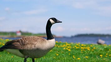 Goose