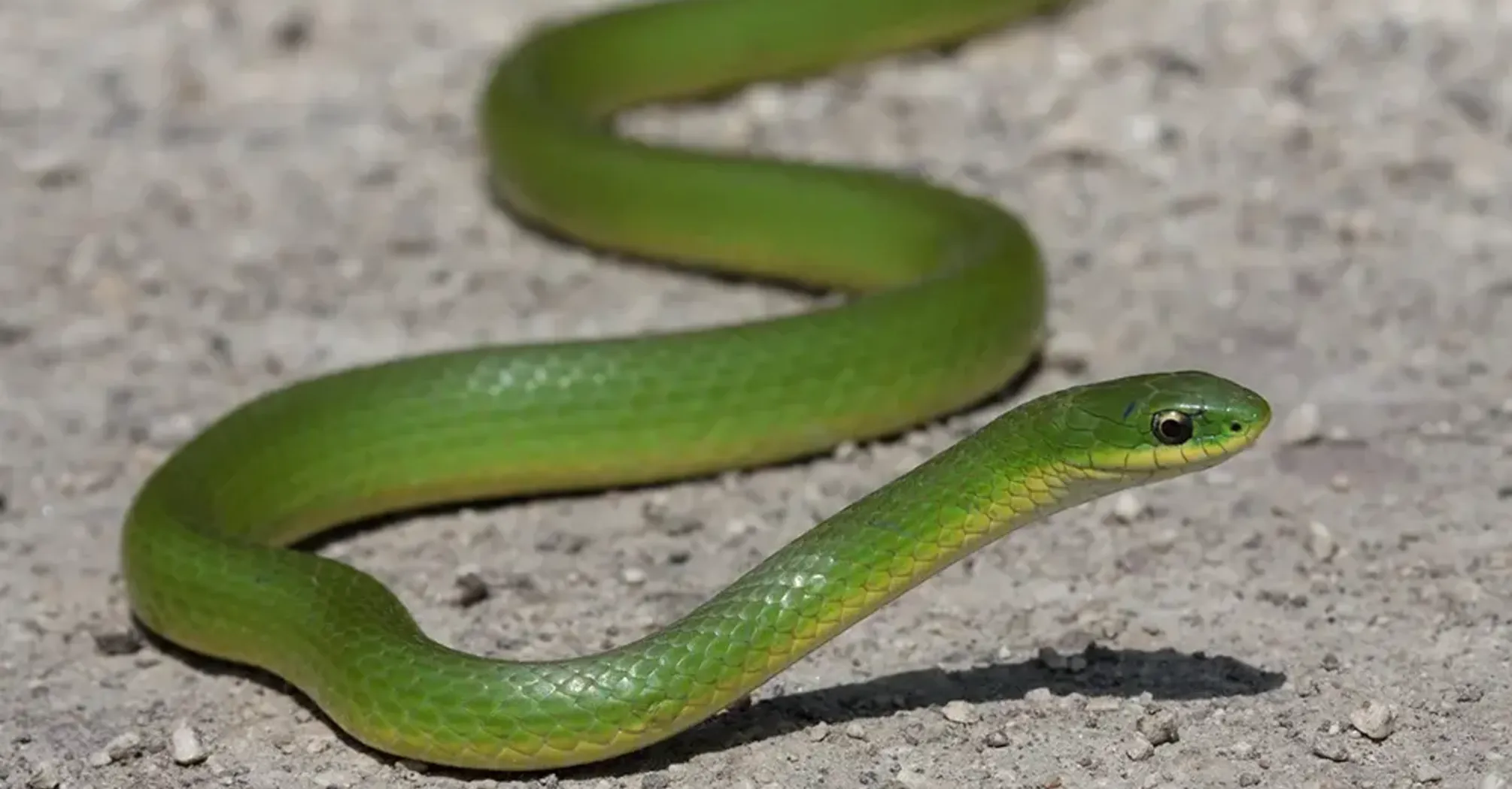 What Do Green Snakes in Dreams Mean?