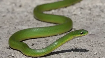 What Do Green Snakes in Dreams Mean?