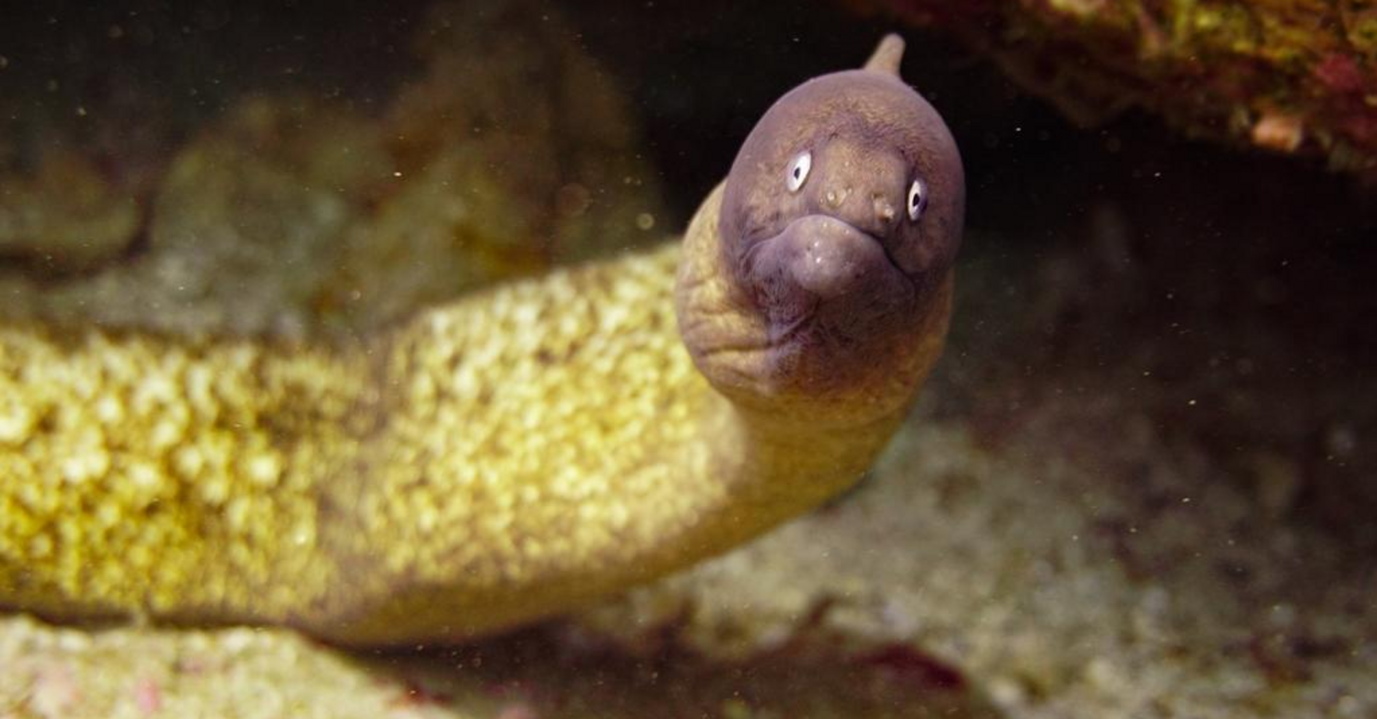 What Does an Eel Mean in Your Dream? 