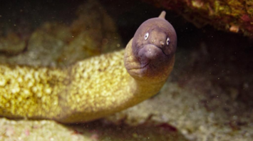 What Does an Eel Mean in Your Dream?