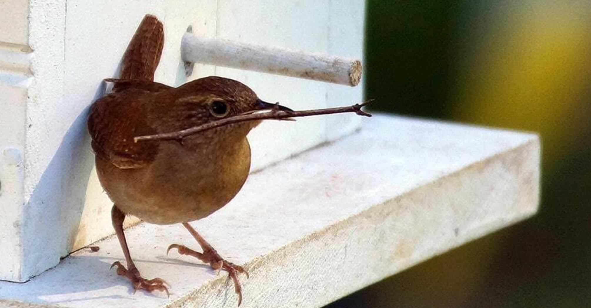 9 Spiritual Meanings of a Bird Flying Into Your House