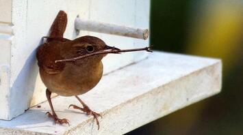 9 Spiritual Meanings of a Bird Flying Into Your House