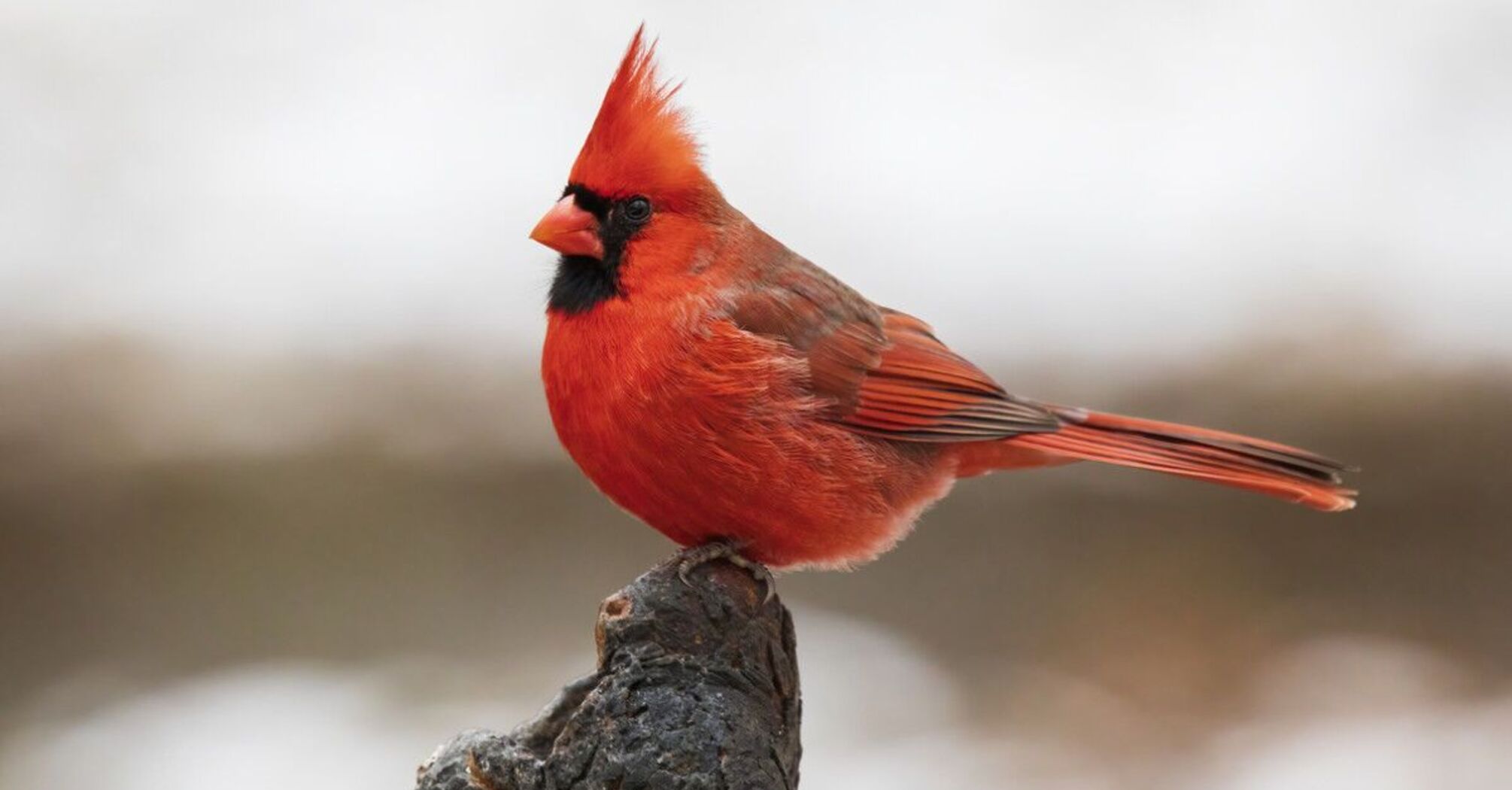 9 Spiritual Meanings of Cardinal Tapping on Window