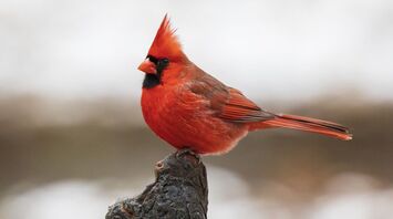 9 Spiritual Meanings of Cardinal Tapping on Window