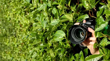 What Does a Paparazzi Mean in Your Dream?