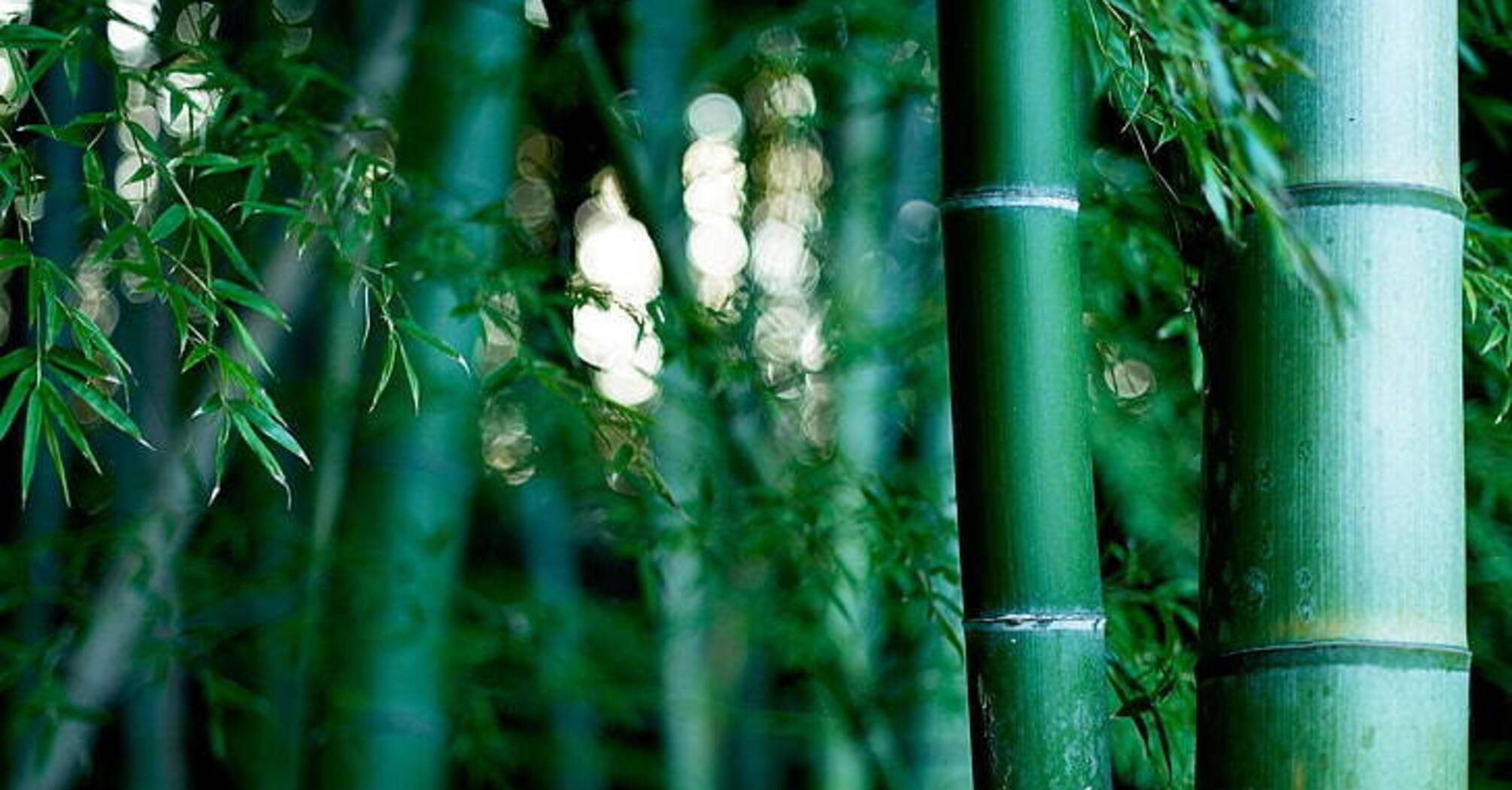 What Bamboo Means in a Dream: Discover the True Power of Famous Chinese Symbol