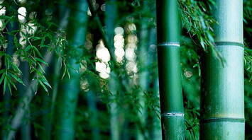 What Bamboo Means in a Dream: Discover the True Power of Famous Chinese Symbol
