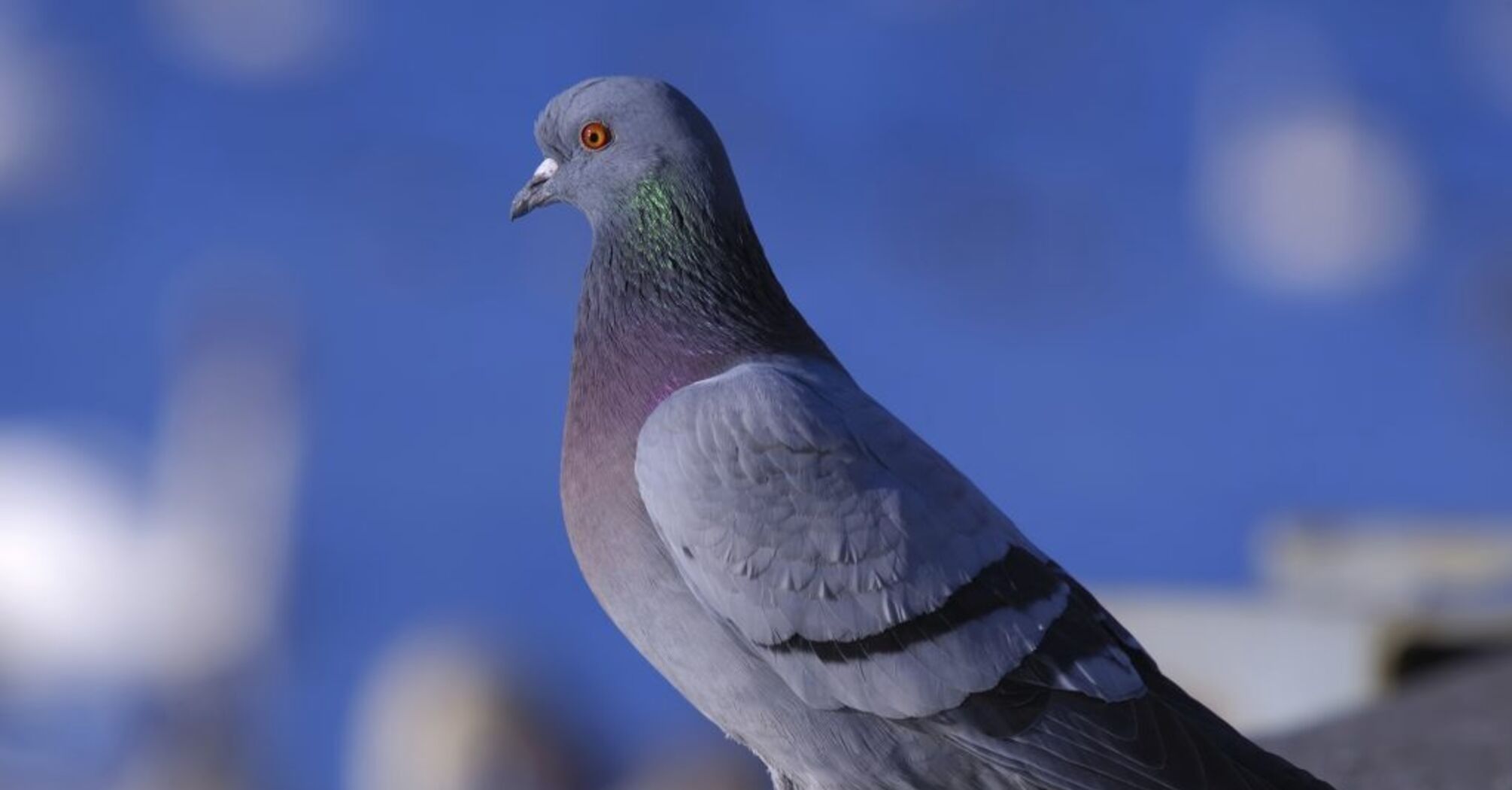  Spiritual Meaning of Pigeon Coming Into House