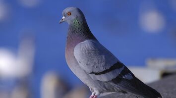 Spiritual Meaning of Pigeon Coming Into House