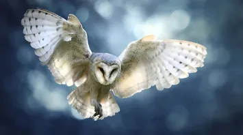 Are Owls Good or Bad Luck?