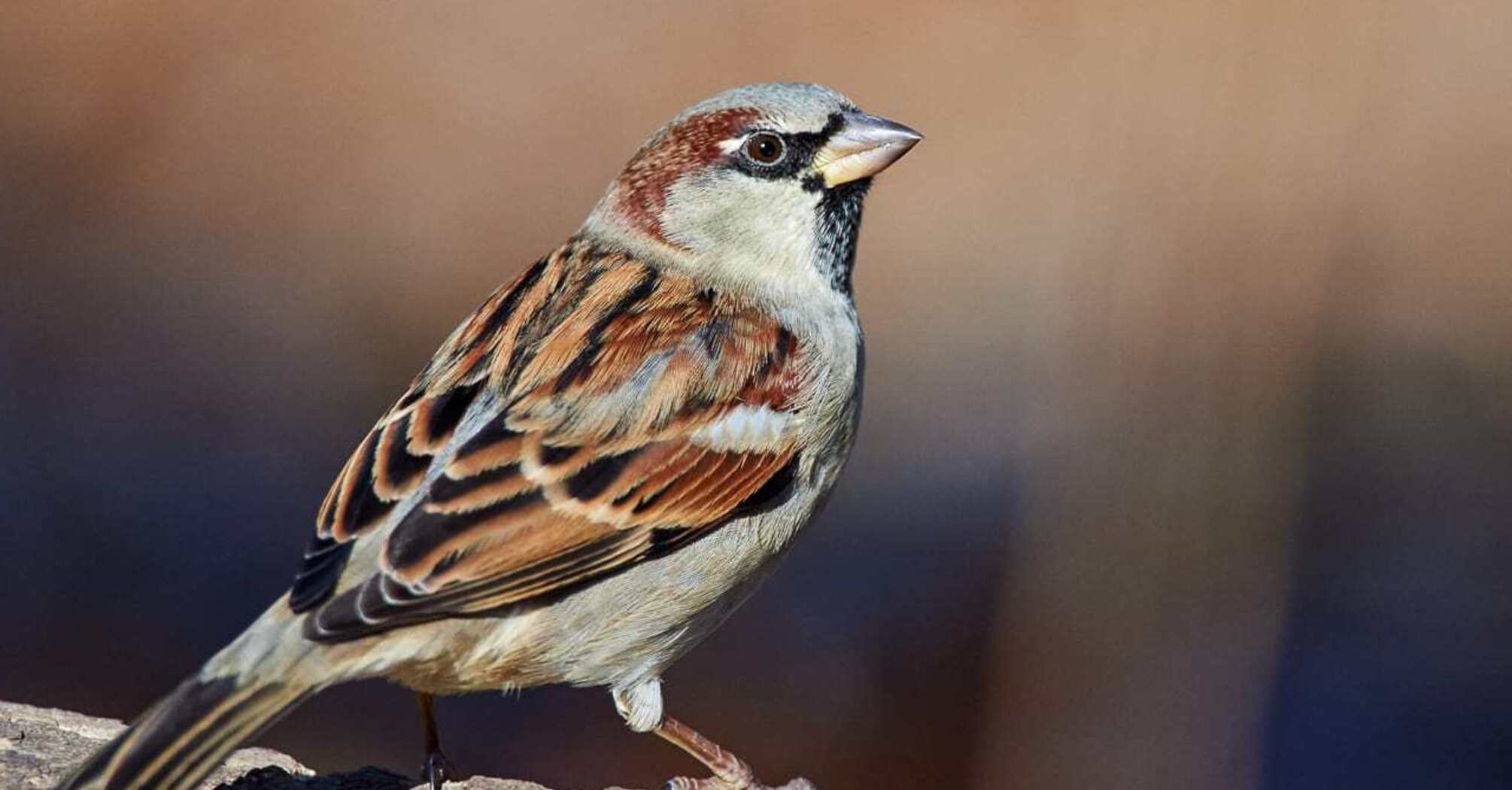 9 Spiritual Meanings of a Sparrow Visiting You