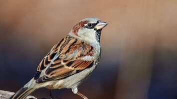 9 Spiritual Meanings of a Sparrow Visiting You