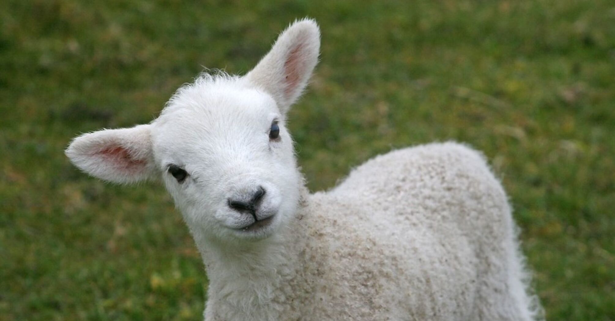 What does a lamb mean in your dream?