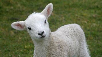 What does a lamb mean in your dream?
