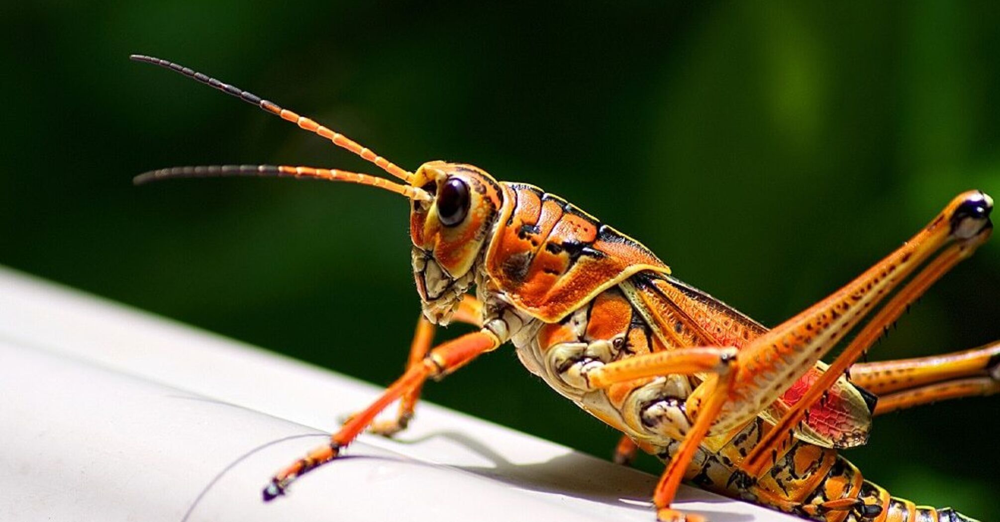 Grasshopper