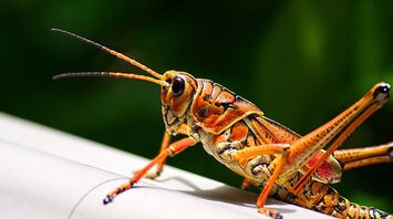 Grasshopper
